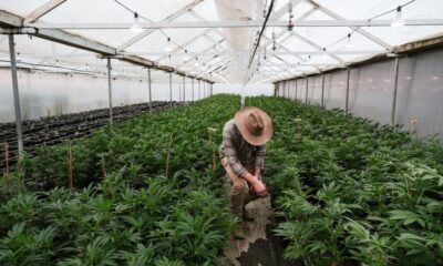 DOJ Rescheduling of Medical Cannabis Could Rekindle Banking Sector Interest